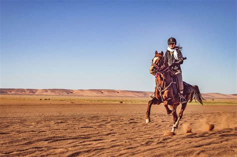 Cheval Maroc .